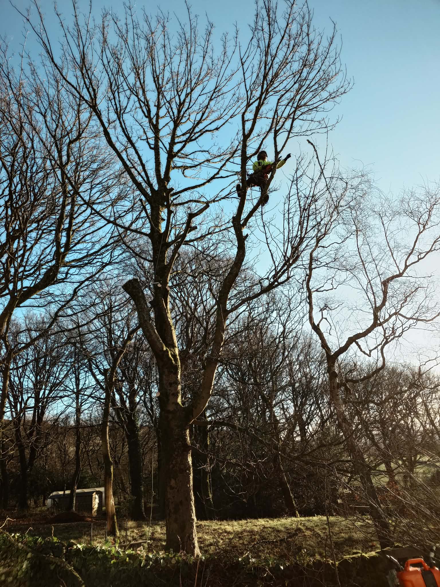 Stewarts tree surgeon performing crown reduction in Halifax